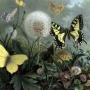avatars-butterfly-079101.jpg