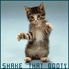avatars-cat-073400.gif