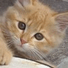 Cat avatars