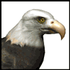 http://www.picgifs.com/avatars/animals/eagle/avatars-eagle-120274.gif
