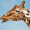 avatars-giraffe-237212.gif