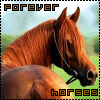 avatars-horses-252800.gif