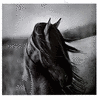 avatars-horses-586185.gif