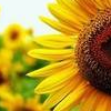 http://www.picgifs.com/avatars/avatars/sunflower/avatars-sunflower-043301.png