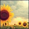 http://www.picgifs.com/avatars/avatars/sunflower/avatars-sunflower-327113.jpg