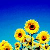 http://www.picgifs.com/avatars/avatars/sunflower/avatars-sunflower-689600.png