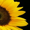 http://www.picgifs.com/avatars/avatars/sunflower/avatars-sunflower-690504.jpg