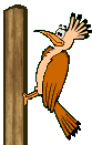 bird-graphics-woodpecker-516264.gif