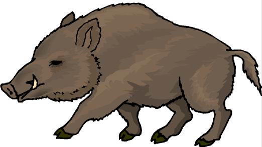 wild pig clip art free - photo #3