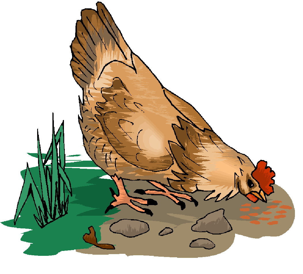 clipart pictures of chickens - photo #27