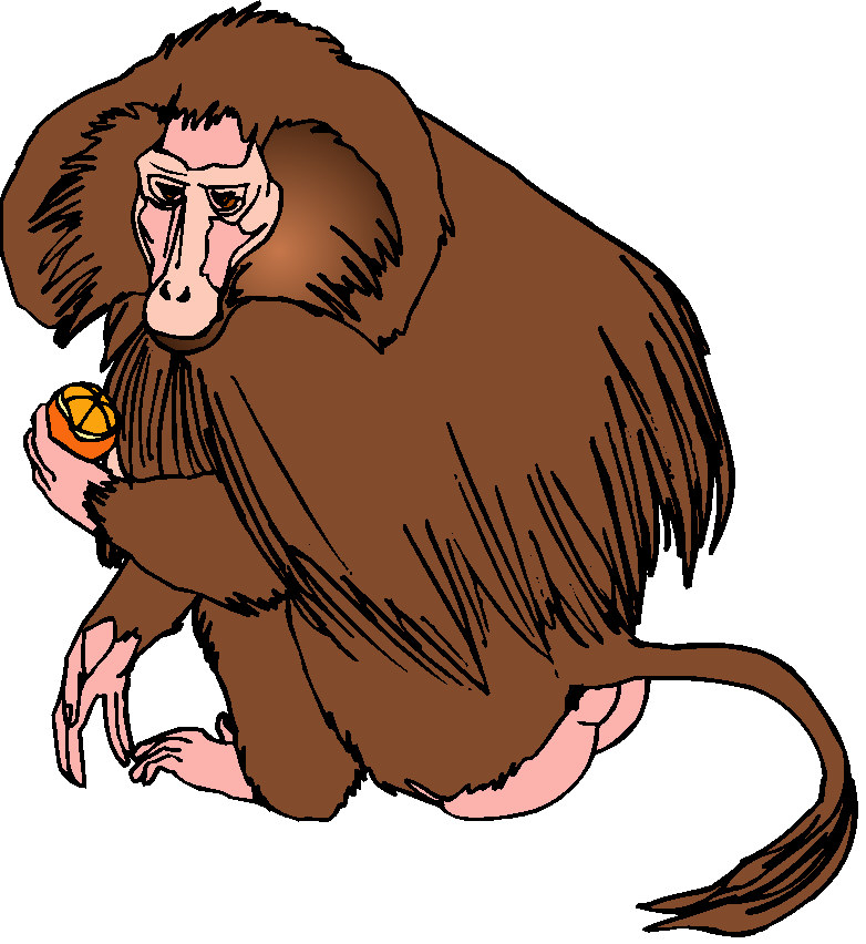 clip art capuchin monkey - photo #11