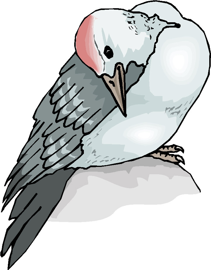clipart pigeon - photo #34