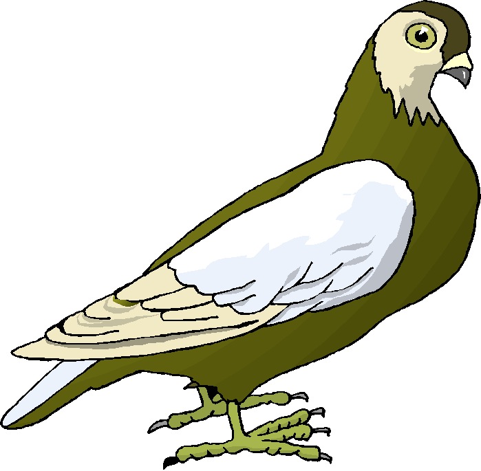 clipart pigeon - photo #12