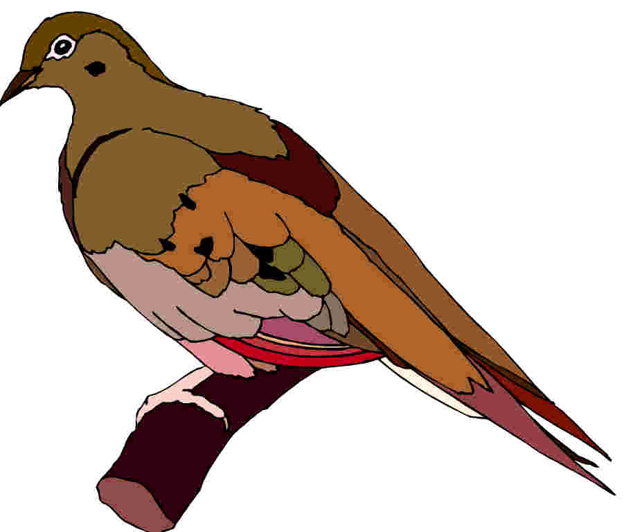 clipart pigeon - photo #26