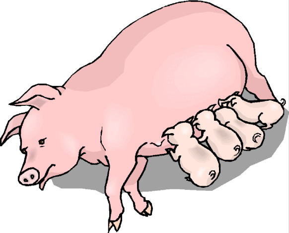 clipart of a pig - photo #36