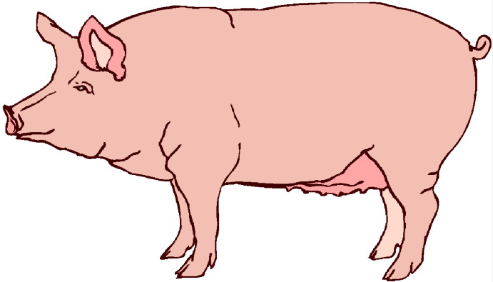 clipart drawing of a pig - photo #48