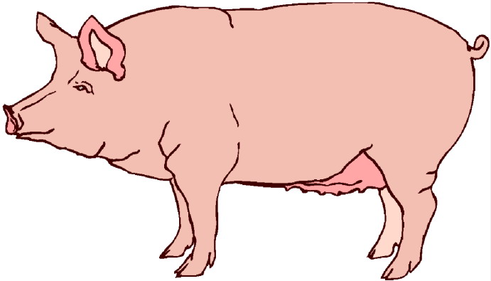 show pig clip art free - photo #8