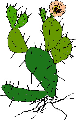 Cactus Flower on Free Cactus Clip Art Pictures And Images