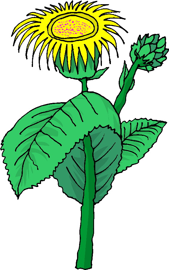 clipart plants and animals - photo #12
