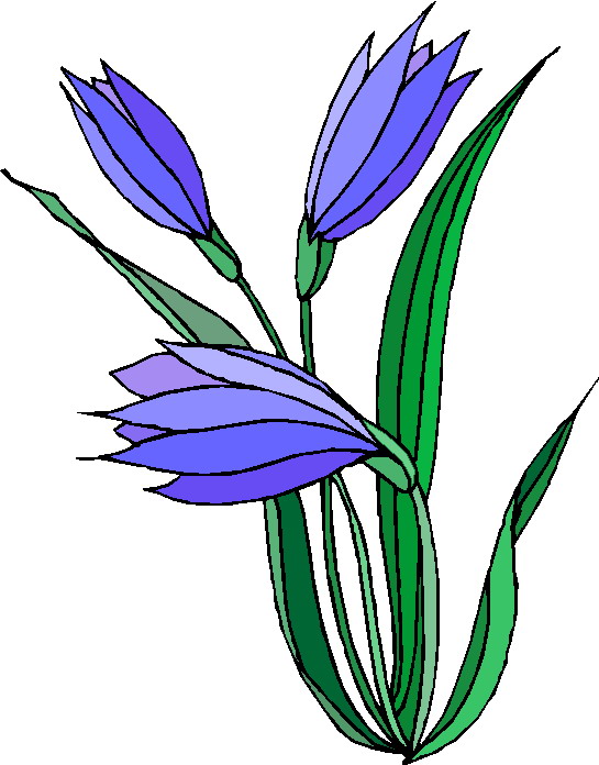 free clip art flower drawings - photo #34