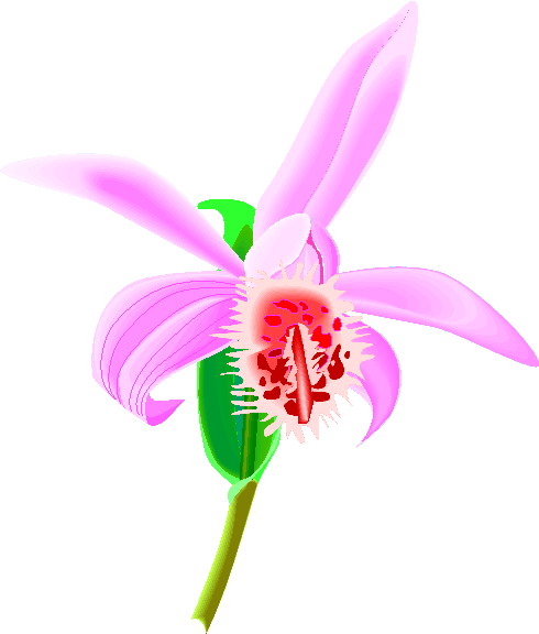 orchid flower clip art free - photo #25
