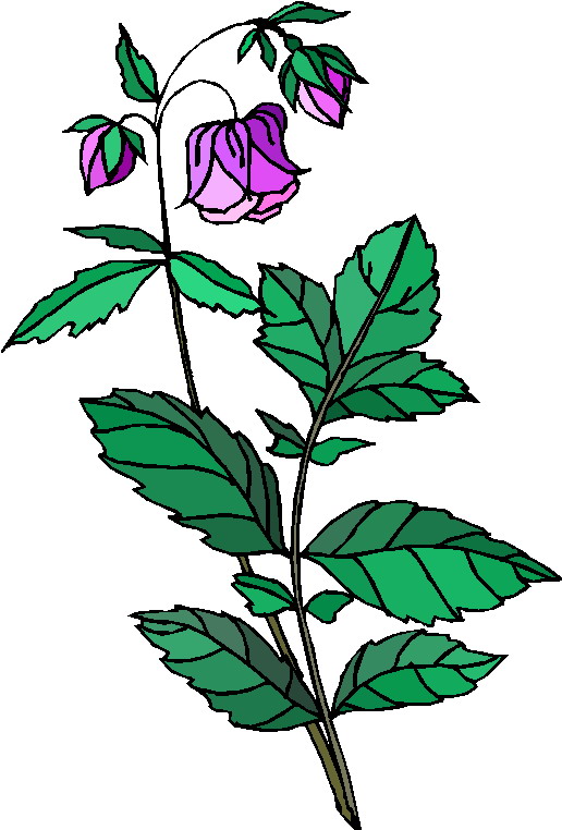 free clip art plants and flowers - photo #25