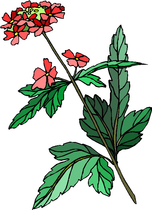 clipart plantas - photo #48