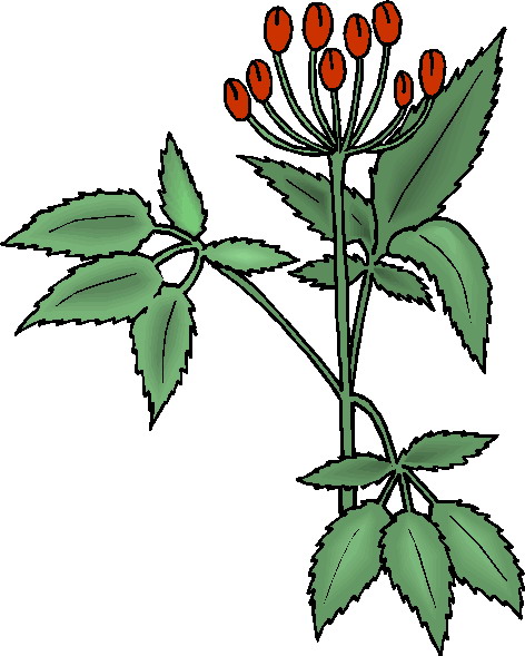 free clip art plants and flowers - photo #32