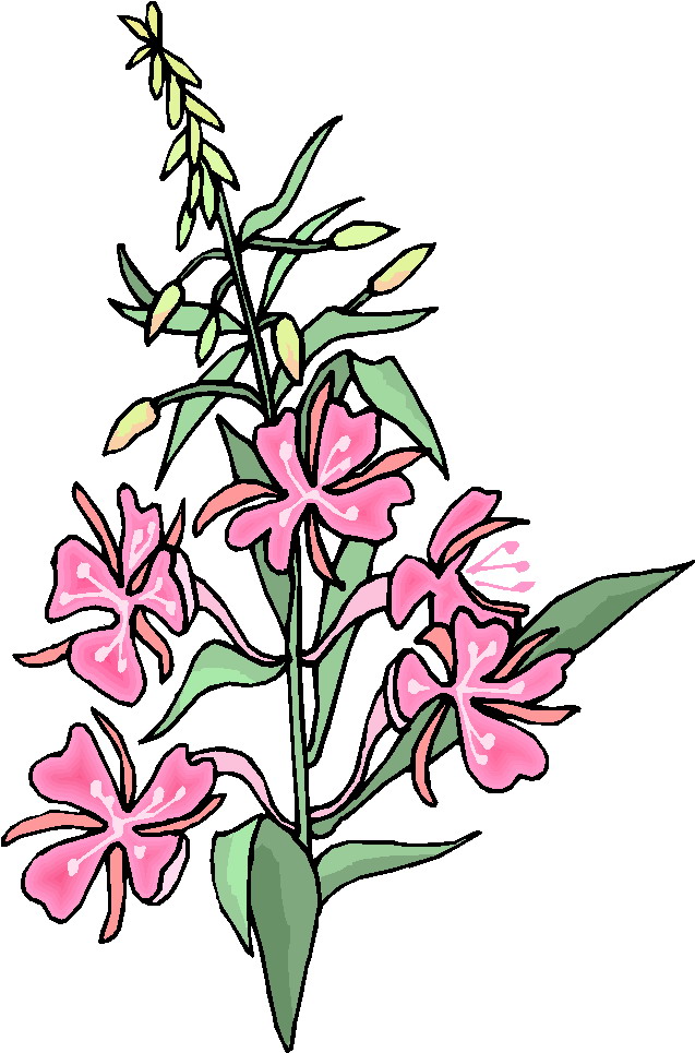 free clip art plants and flowers - photo #11