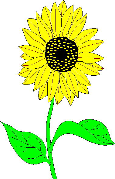clipart sunflower pictures - photo #7