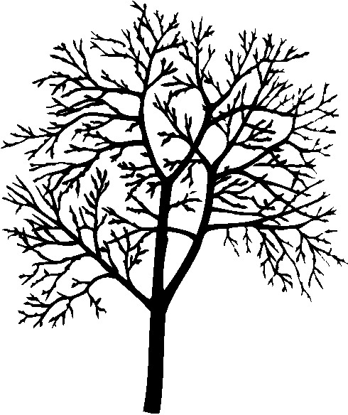 clip art line drawing of a tree - photo #39