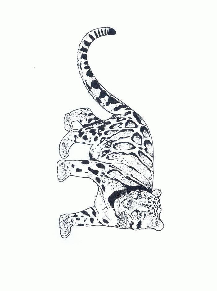 baby cheetah coloring pages - photo #47