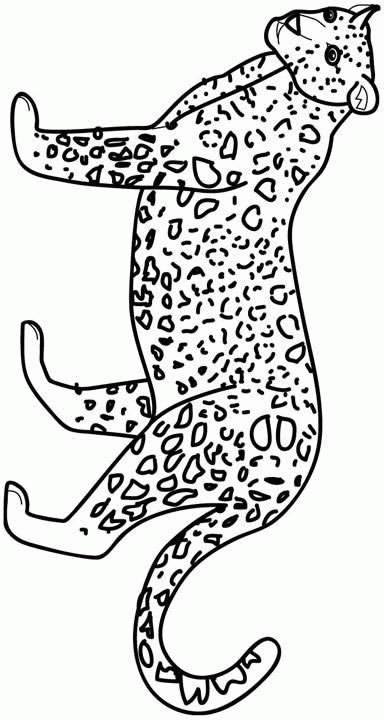 baby cheetah coloring pages - photo #33
