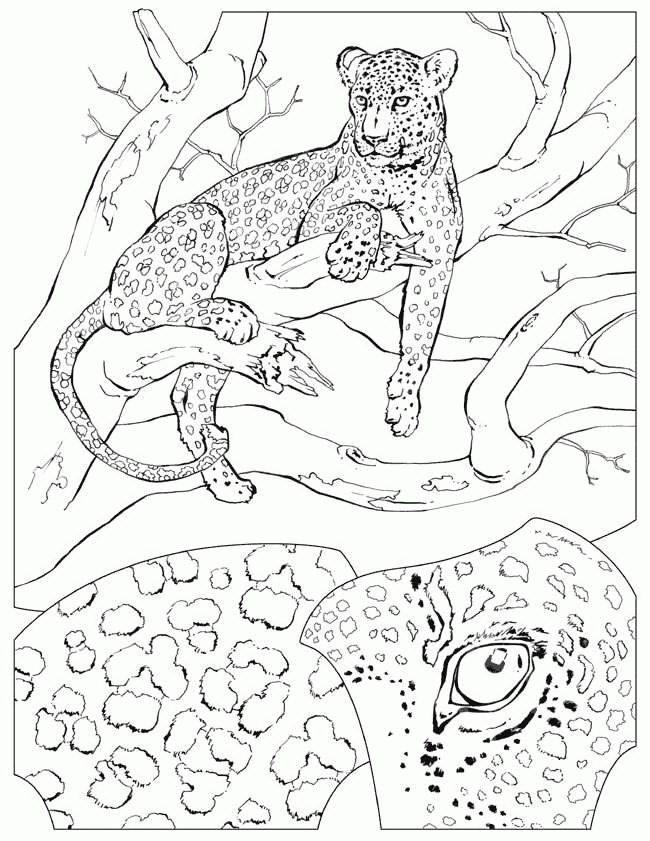 baby cheetah coloring pages - photo #49