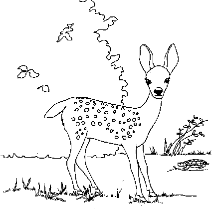 Deer Coloring Pages on Deer Coloring Pages 1 Gif