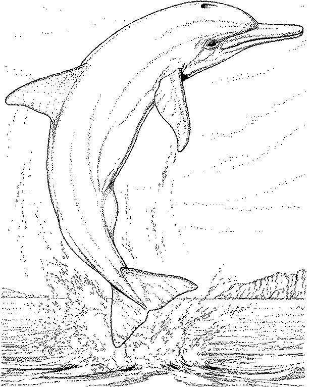 dolphin coloring pages 0 Simple steps to draw a dolphin for your kids