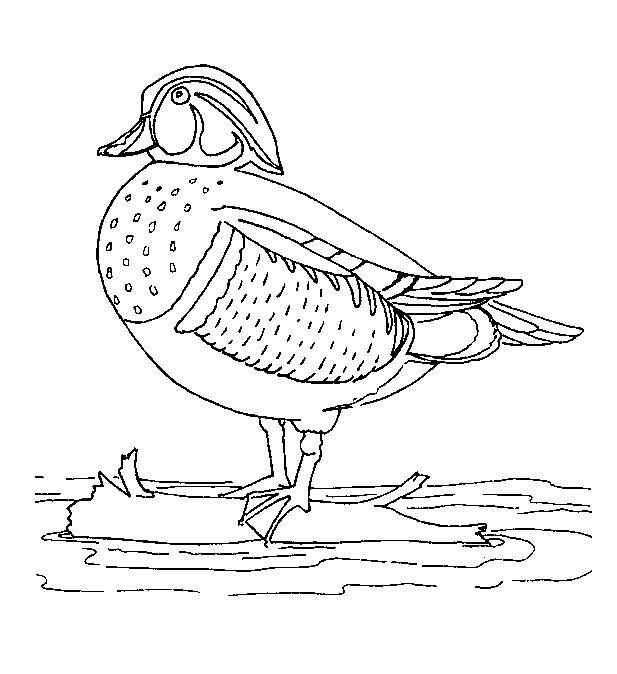 mallard duck coloring pages - photo #9