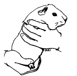  Coloring Pages on Coloring Pages    Guinea Pig Coloring Pages