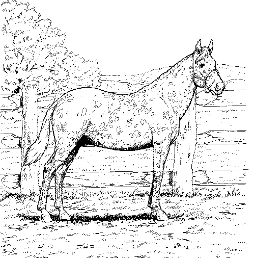 quarter horse coloring pages - photo #35