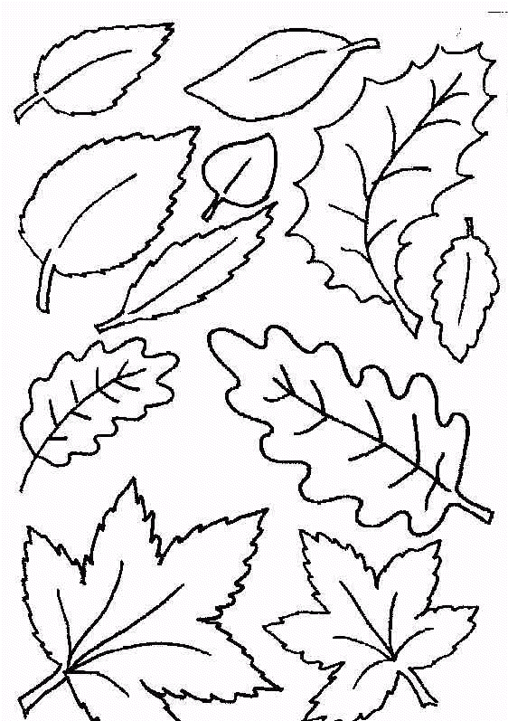 Coloring Page  Leaf coloring pages 20