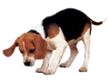dog-graphics-beagles-039340