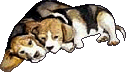 dog-graphics-beagles-115032