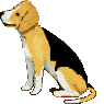 dog-graphics-beagles-186651