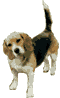 dog-graphics-beagles-736246