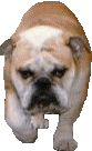 dog-graphics-bulldog-397688