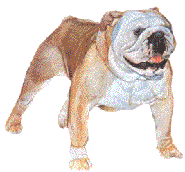 dog-graphics-bulldog-529318