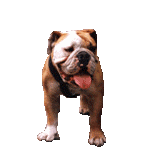dog-graphics-bulldog-573618