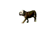 dog-graphics-bulldog-595469
