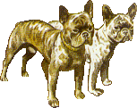 dog-graphics-bulldog-601880