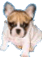 dog-graphics-bulldog-612759